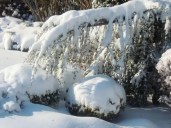 CEDRUS-AT-GLAUCA-PENDULA-01 — копия1